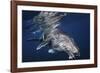 Humpback Whale-Barathieu Gabriel-Framed Giclee Print