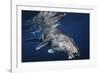 Humpback Whale-Barathieu Gabriel-Framed Giclee Print