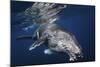 Humpback Whale-Barathieu Gabriel-Mounted Giclee Print