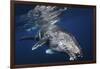 Humpback Whale-Barathieu Gabriel-Framed Giclee Print