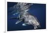 Humpback Whale-Barathieu Gabriel-Framed Giclee Print