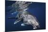 Humpback Whale-Barathieu Gabriel-Mounted Giclee Print