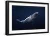 Humpback Whale-Barathieu Gabriel-Framed Giclee Print