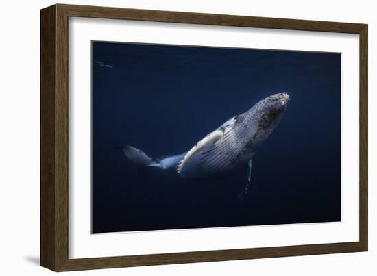 Humpback Whale-Barathieu Gabriel-Framed Giclee Print