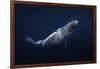 Humpback Whale-Barathieu Gabriel-Framed Giclee Print