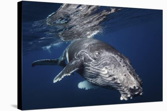 Humpback Whale-Barathieu Gabriel-Stretched Canvas