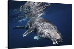 Humpback Whale-Barathieu Gabriel-Stretched Canvas