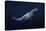 Humpback Whale-Barathieu Gabriel-Stretched Canvas