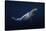 Humpback Whale-Barathieu Gabriel-Stretched Canvas