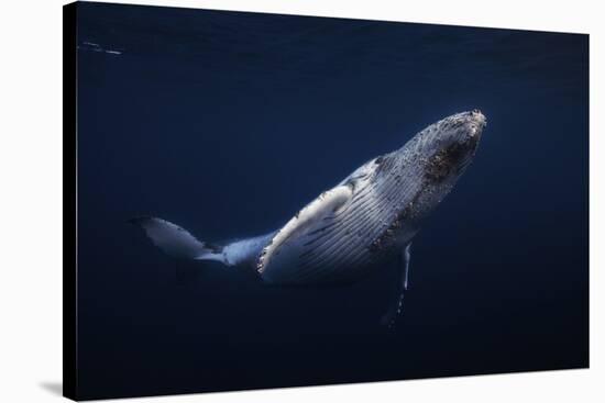 Humpback Whale-Barathieu Gabriel-Stretched Canvas