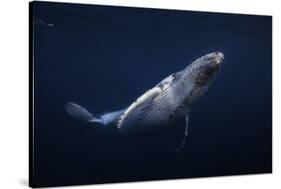 Humpback Whale-Barathieu Gabriel-Stretched Canvas