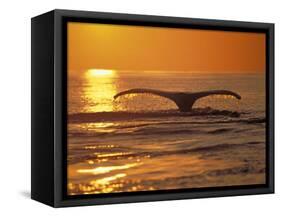 Humpback Whale-Amos Nachoum-Framed Stretched Canvas