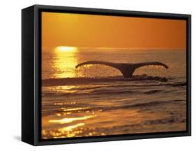 Humpback Whale-Amos Nachoum-Framed Stretched Canvas