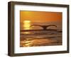 Humpback Whale-Amos Nachoum-Framed Photographic Print