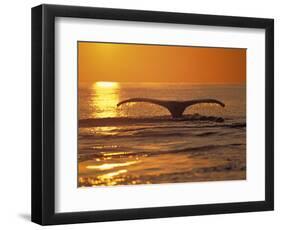 Humpback Whale-Amos Nachoum-Framed Photographic Print