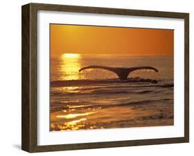 Humpback Whale-Amos Nachoum-Framed Photographic Print