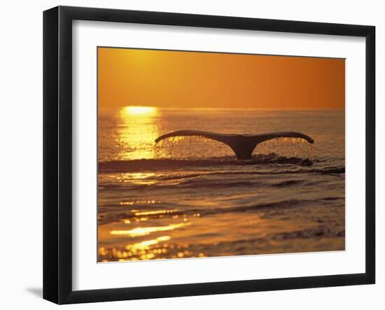 Humpback Whale-Amos Nachoum-Framed Photographic Print