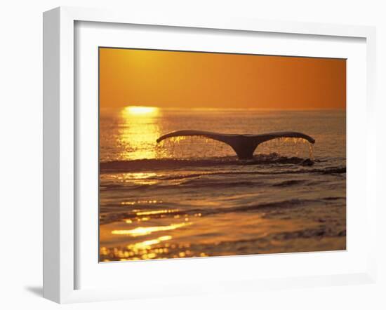 Humpback Whale-Amos Nachoum-Framed Photographic Print