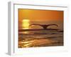 Humpback Whale-Amos Nachoum-Framed Photographic Print