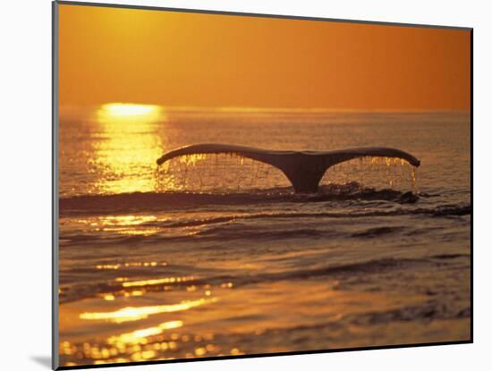 Humpback Whale-Amos Nachoum-Mounted Photographic Print