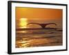 Humpback Whale-Amos Nachoum-Framed Photographic Print