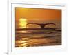 Humpback Whale-Amos Nachoum-Framed Photographic Print