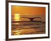 Humpback Whale-Amos Nachoum-Framed Photographic Print