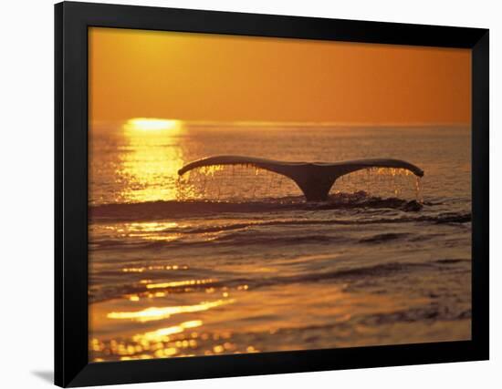 Humpback Whale-Amos Nachoum-Framed Photographic Print