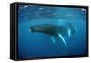 Humpback Whale-Reinhard Dirscherl-Framed Stretched Canvas