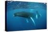 Humpback Whale-Reinhard Dirscherl-Stretched Canvas