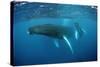 Humpback Whale-Reinhard Dirscherl-Stretched Canvas