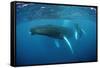 Humpback Whale-Reinhard Dirscherl-Framed Stretched Canvas