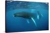 Humpback Whale-Reinhard Dirscherl-Stretched Canvas