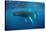 Humpback Whale-Reinhard Dirscherl-Stretched Canvas