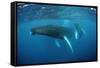 Humpback Whale-Reinhard Dirscherl-Framed Stretched Canvas