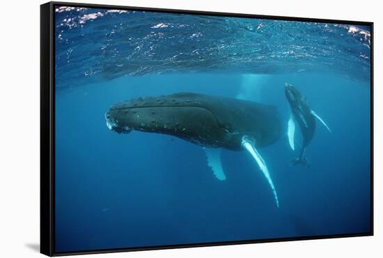 Humpback Whale-Reinhard Dirscherl-Framed Stretched Canvas