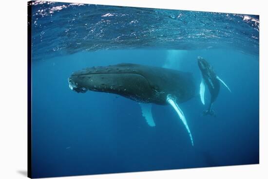 Humpback Whale-Reinhard Dirscherl-Stretched Canvas