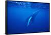 Humpback Whale-DLILLC-Framed Stretched Canvas