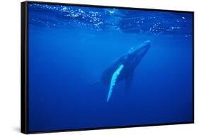 Humpback Whale-DLILLC-Framed Stretched Canvas