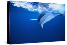 Humpback Whale-DLILLC-Stretched Canvas