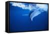 Humpback Whale-DLILLC-Framed Stretched Canvas