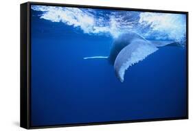 Humpback Whale-DLILLC-Framed Stretched Canvas
