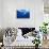 Humpback Whale-DLILLC-Stretched Canvas displayed on a wall