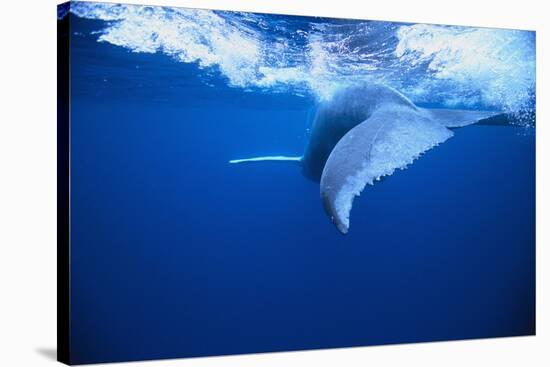 Humpback Whale-DLILLC-Stretched Canvas