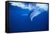 Humpback Whale-DLILLC-Framed Stretched Canvas