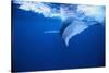 Humpback Whale-DLILLC-Stretched Canvas