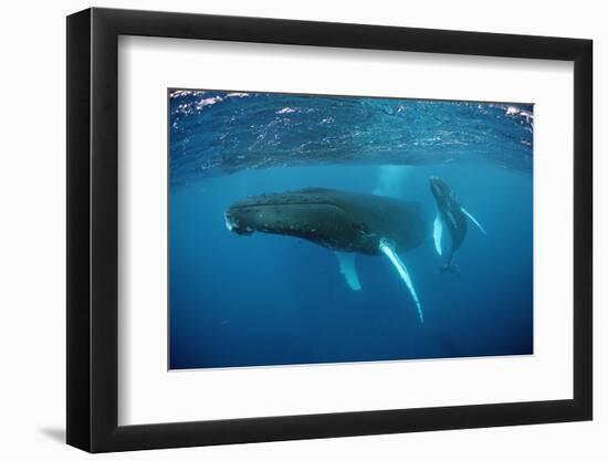 Humpback Whale-Reinhard Dirscherl-Framed Premium Photographic Print