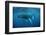 Humpback Whale-Reinhard Dirscherl-Framed Premium Photographic Print