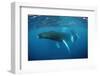 Humpback Whale-Reinhard Dirscherl-Framed Premium Photographic Print