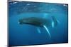 Humpback Whale-Reinhard Dirscherl-Mounted Premium Photographic Print